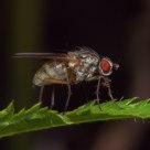 Fly